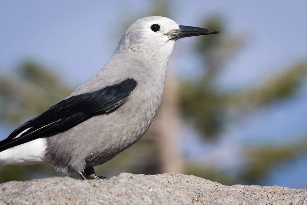 Clark's Nutcracker